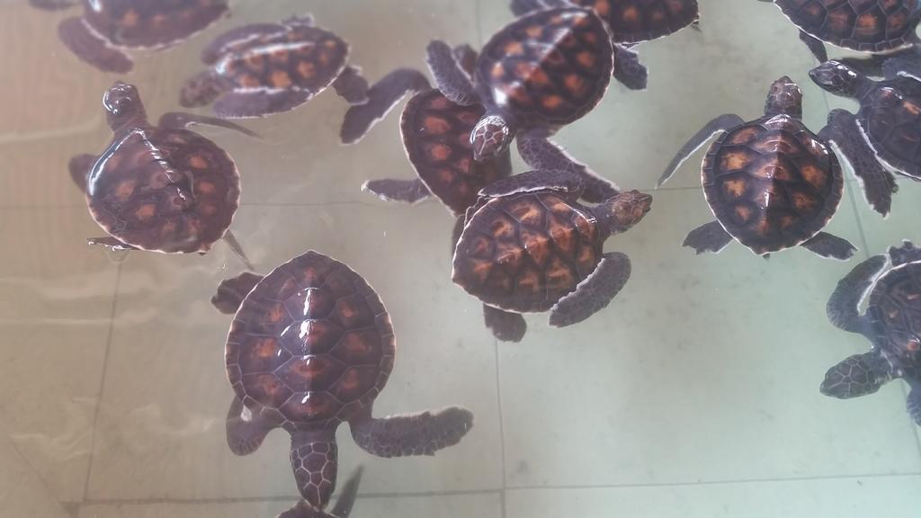 カンポン メノ バンガロー ギリ島 エクステリア 写真